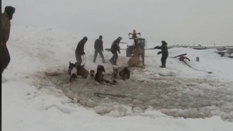 Спасиха коне от сигурна смърт в ледено езеро 