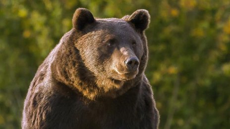 Мечка скалпира и изяде носа на македонец