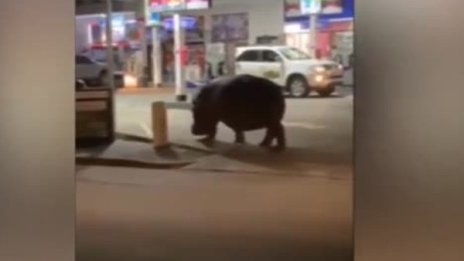 Хипопотами от котилото на Ескобар в колумбийски град