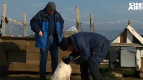 Умъртвиха куче с амониева селитра, природозащитници на протест