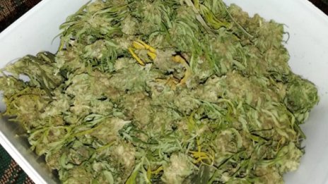 Спипаха младеж със 120 грама канабис в колата му