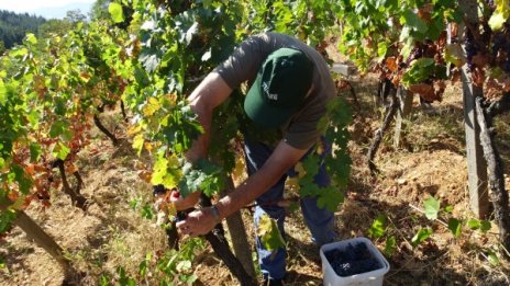 Наши работници се върнаха, ще се включат ли в земеделието?