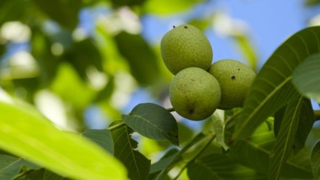 Мародери обират домове, черкви и дори дръвчета