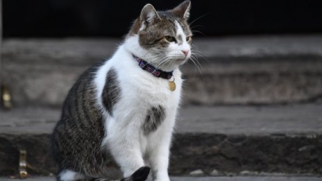 Котките - най-подходящи за тестване на ваксини за коронавирус