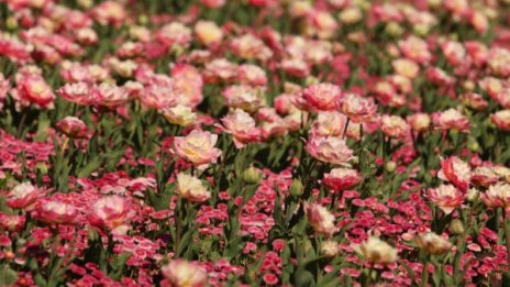 Затопля се, температурите стигат до 23 градуса