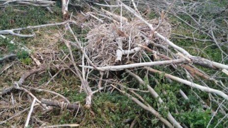Сеч унищожи гнездата на кормораните край Дуранкулак