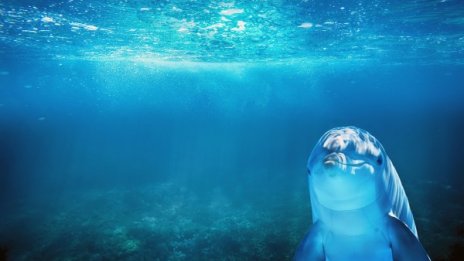 Делфините се радват на чистите води на Черно море 