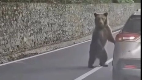 Достоен за "Дарвин": Мечка разкъса ръката на шеф в БФС в Румъния ВИДЕО