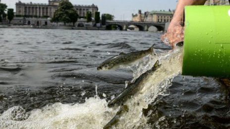 Зоолози откриха животно, което не диша кислород