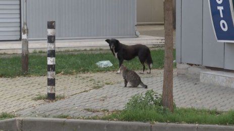 Пак умишлено прегазено куче - този път Ричко в Ямбол
