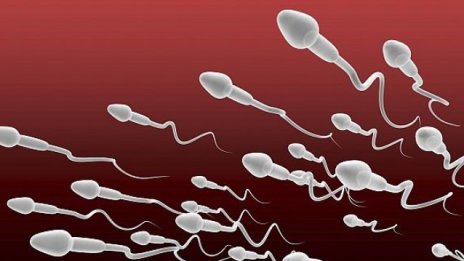 Сперматозоидите в Космоса: Вършат работа, но са по-объркани