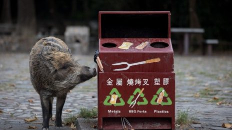 Китай плаща на фермерите, за да не отглеждат екзотични животни 