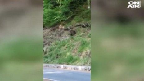 Мечка с две мечета се разхождат на пътя към Рилския манастир 