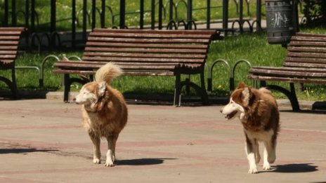 Почти 20% от заловените безстопанствени кучета са осиновени