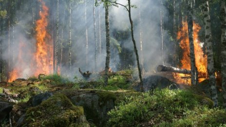  Мъж успя сам да спаси село и гора от пожар 