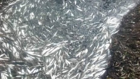 Голямо количество мъртва риба в язовир в Тервелско