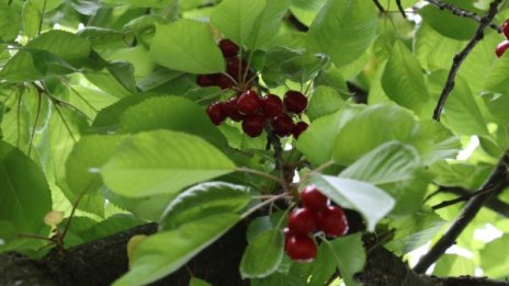 Стотици наети за берачи на черешовата реколта в Кюстендилско