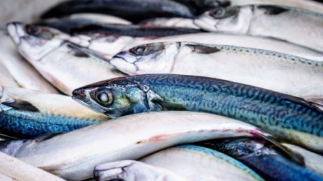 Стотици килограми умряла риба се появи по бреговете на Янтра 