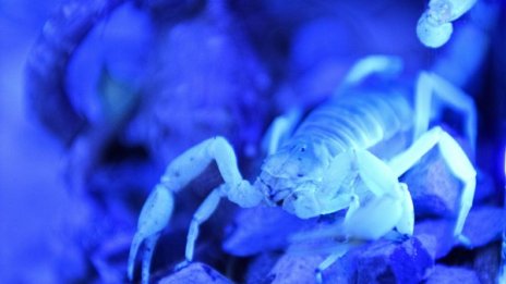 Отрова на скорпион може да стане лекарство за рак