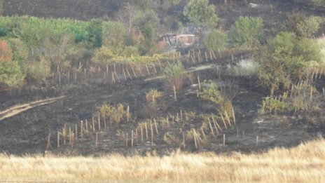 По-малко горски пожари през тази година 