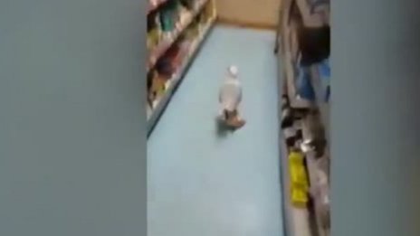 Чайката Бъгси плячкосва из Великобритания, обича чипс