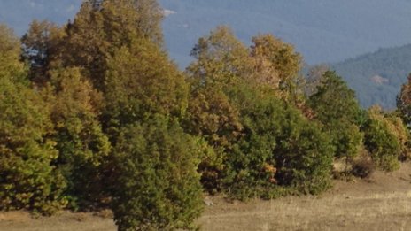 Спречкване в планината между хижар и туристка заради куче