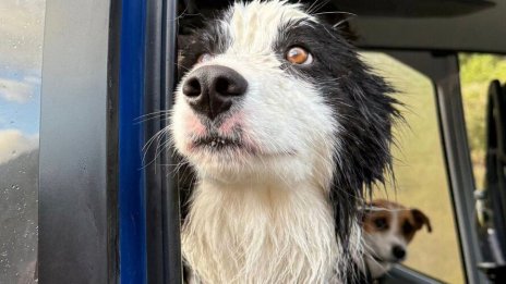 Запознайте се с Моли, кучето, което оцеля след падане от 55-метров водопад ВИДЕО