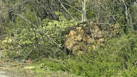 Мъж почина, затиснат от паднало дърво край село Извор махала