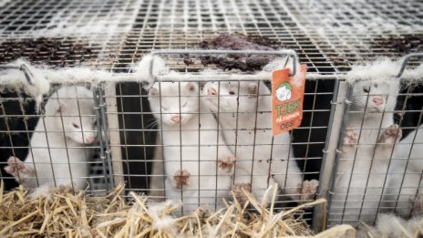 Повече от 15 000 норки умрели от коронавирус в САЩ