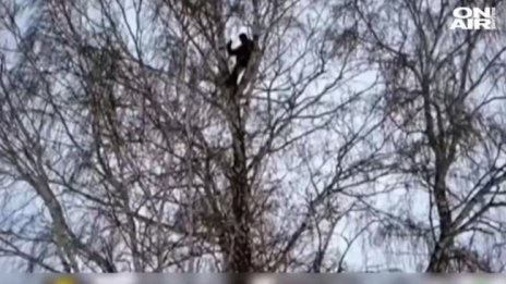 Студент от Сибир се покатери на бреза, за да учи онлайн 