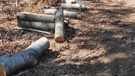 Поголовна сеч в двора на Лясковския манастир