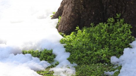 Декември идва със студено време, ще има ли сняг за Коледа?