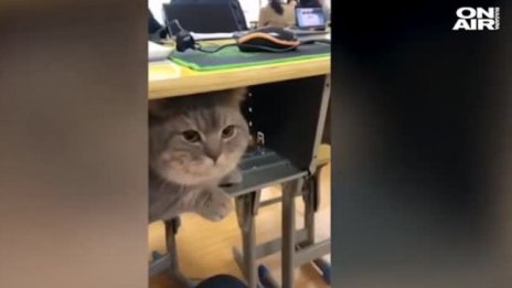 Котарак ходи на училище, не обича да седи сам вкъщи