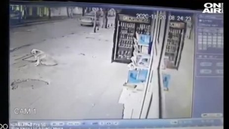 Щастлив край: Осиновиха куче, намушкано с нож