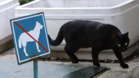 Имате трицветна котка? Ще ви носи просперитет!