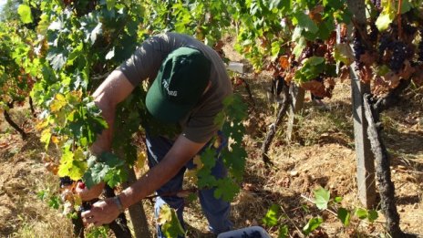 Продукцията в селското стопанство със спад от 8.3% за година