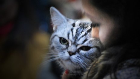 Пет признака, че котката ви обича 