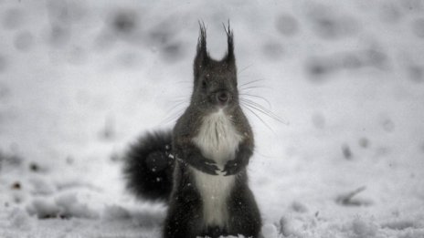 Снежна буря в Нидерландия за първи път от повече от 10 години