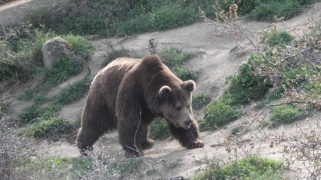 Мечокът Костадин от Добрич се събуди, чака пролетта