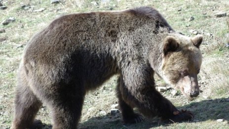 Мечките в Смолянско се събудиха, нападнаха 3 землища