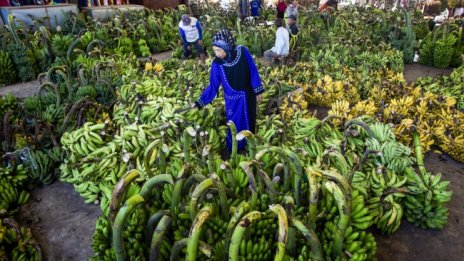 Сини банани с вкус на ванилия идват към пазара на Европа