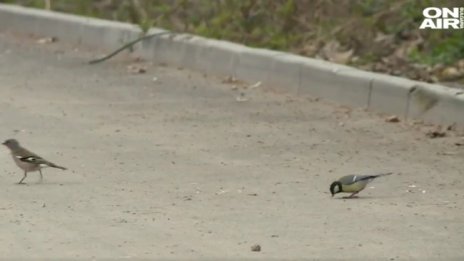 Преброиха врабчетата, в градовете намаляват поради мръсния въздух