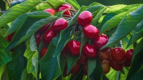 От дървото до сергията: Цената на черешата скача над пет пъти 