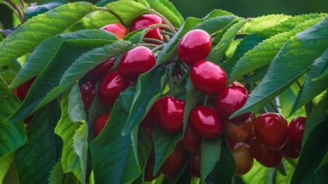 Килограм или половин? Как ни заблуждават на пазара 