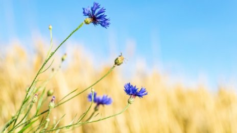 Топло и слънчево в събота, градусите до 32&deg;