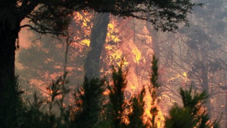 Пожарът край гръцкия град Патра продължава, евакуирани са 5 села