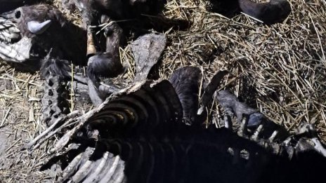 БАБХ потвърди случай на антракс в село край Силистра