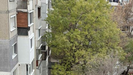 Сигналите ви: Опасни дървета в София, някои надничат в домове