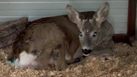 Нахапаният от хищници сръндак оцеля, пускат го на свобода днес ВИДЕО