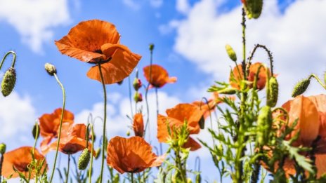 Слънчево и топло в неделя, градусите до 34&deg;